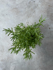 Lavandula Angustifolia 'Elegance Snow' (Lavender)