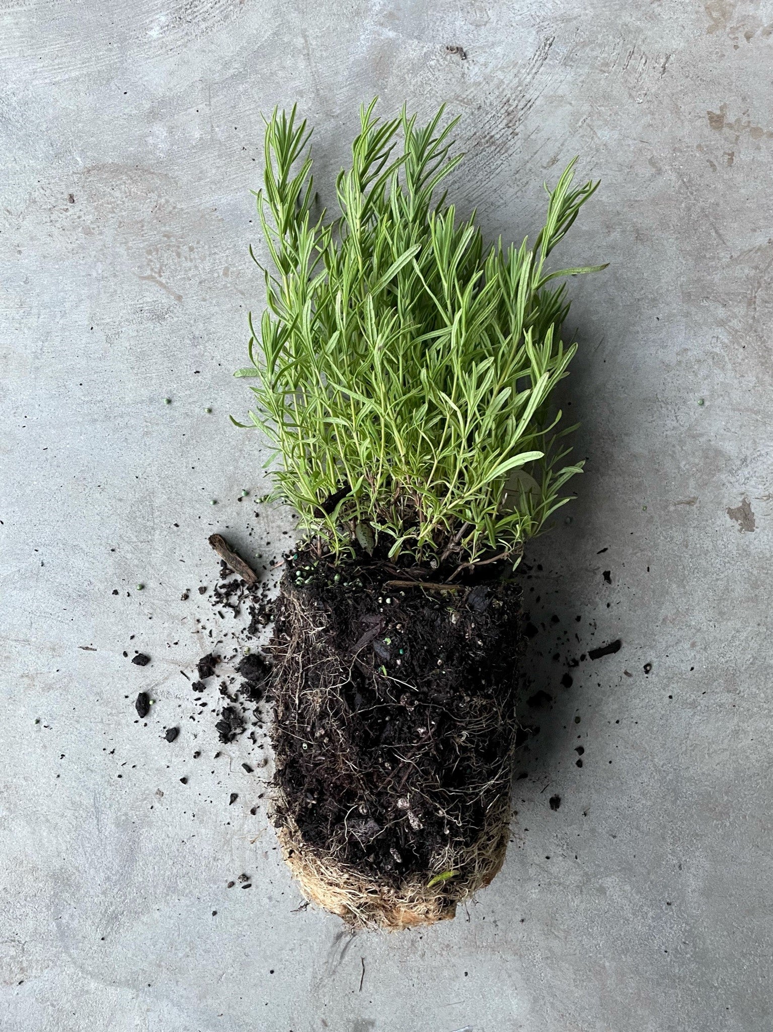 Lavandula Angustifolia 'Elegance Snow' (Lavender)